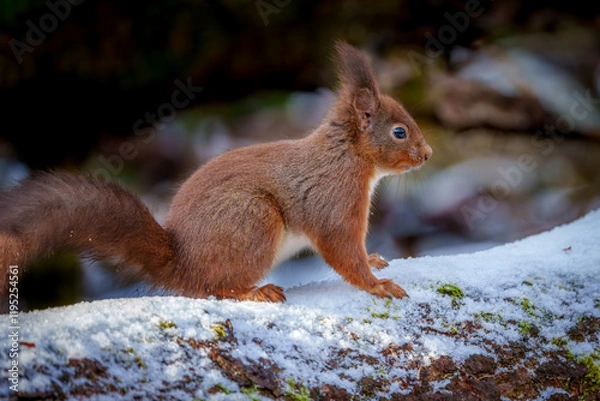 Obraz Red Squirrel in Northumberland