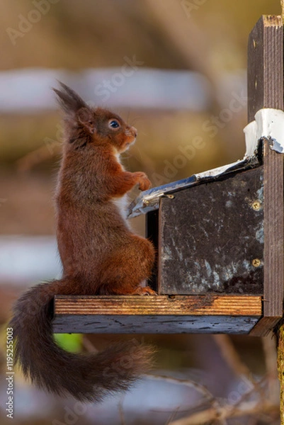 Obraz Red Squirrel in Northumberland