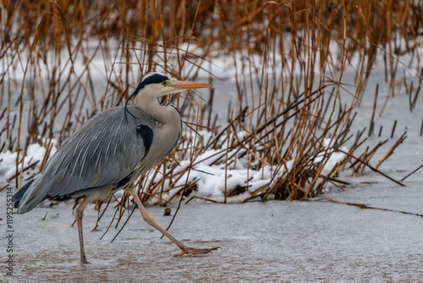 Obraz Heron on ice