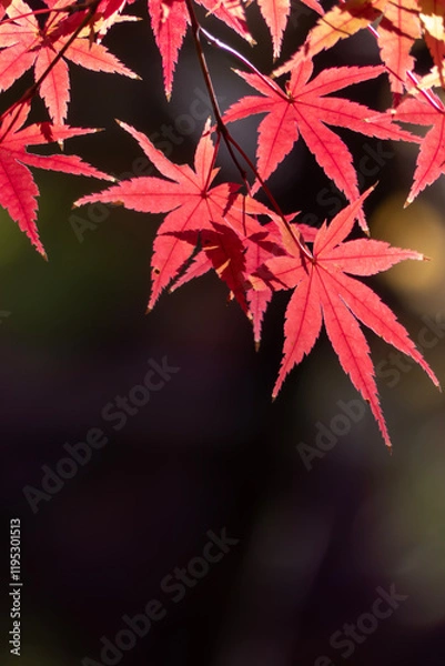 Fototapeta 美しい紅葉の公園の風景　滋賀県大津市皇子が丘公園