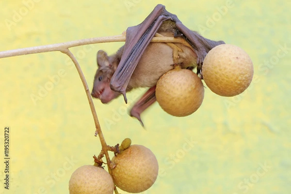 Fototapeta A short-nosed fruit bat eating longan fruit. This flying mammal has the scientific name Cynopterus minutus.