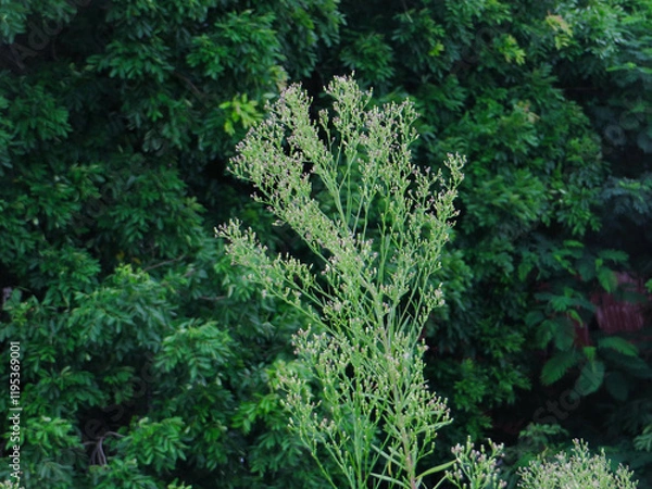Fototapeta Tall Wildflower with Tiny White Buds Against a Dense Green Forest – Minimalist Nature Aesthetic in Hanoi, Vietnam