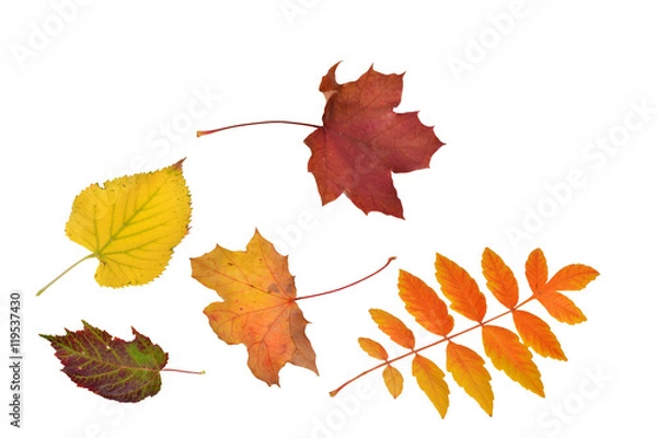 Obraz fallende Blätter, Herbst, Deko