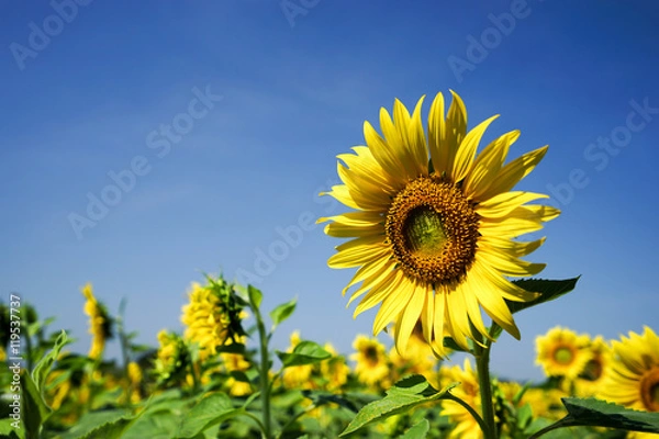 Obraz Sunflower and bluesky