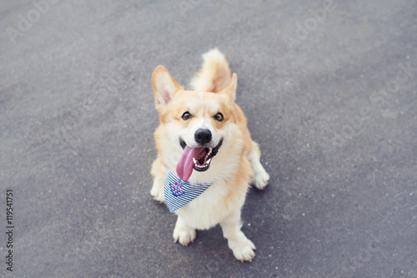 Obraz Corgi cute dog