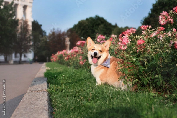 Obraz Corgi cute dog