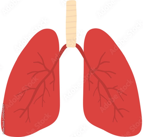 Obraz Lungs Illustration