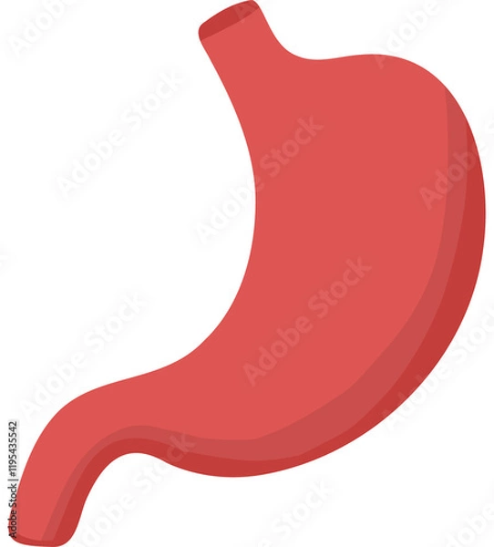 Obraz stomach