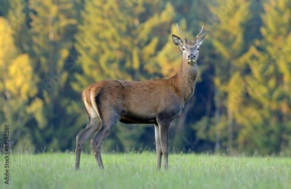 Obraz Red deer