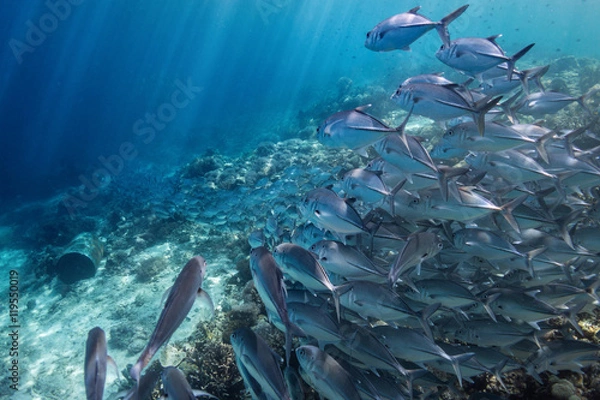 Obraz Fish Route