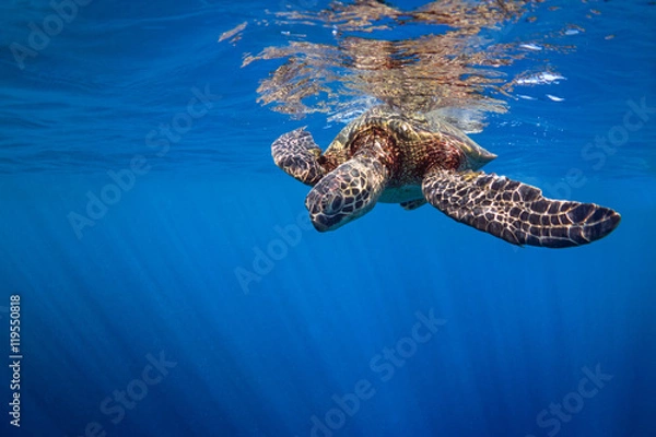 Obraz Surface Turtle