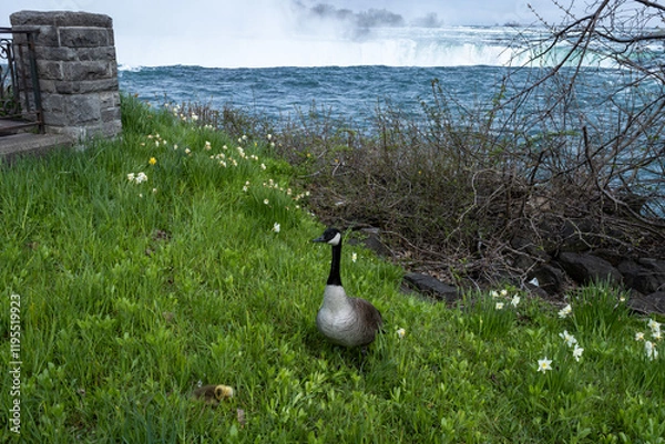 Fototapeta Goose, Gosling and Niagara Falls; a precarious place to have babies, must guard them