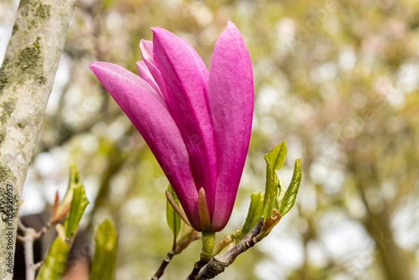 Fototapeta Macro Magnolia; a vibrant pink bloom that signals the beginning of spring