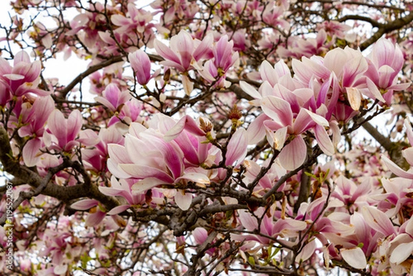 Obraz Magnolia Blooms in lovely pink profusion provide a colorful spring