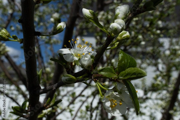 Obraz Plum Blossoms in white in the spring, delighted to see the sun and warmth