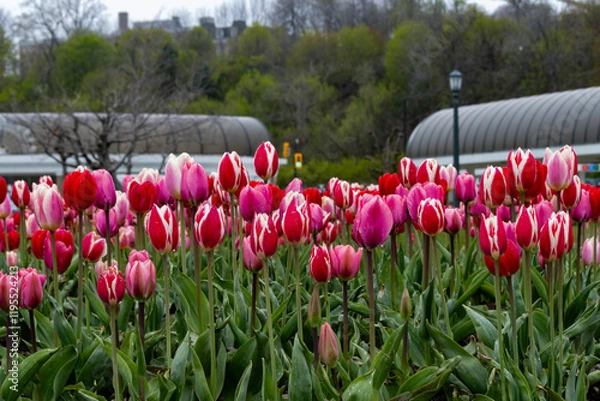 Obraz Rain-draped Tulips in front of greenhouses in a spring bed 