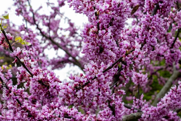 Obraz Redbud Blossoms cover a tree in spring