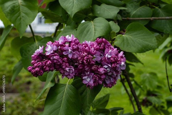 Fototapeta Rosy Lilac; a colorful lilac beginning to bloom in spring with deeper hues of purple and magenta