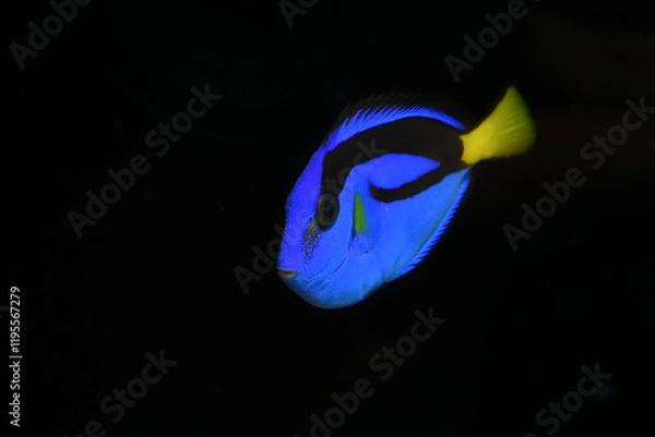 Obraz Blue Tang