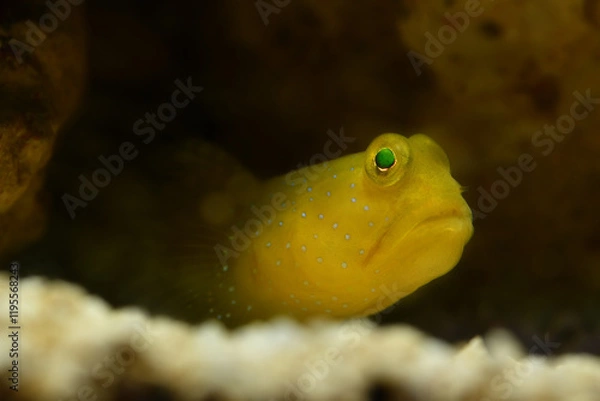 Obraz Yellow Watchman Goby