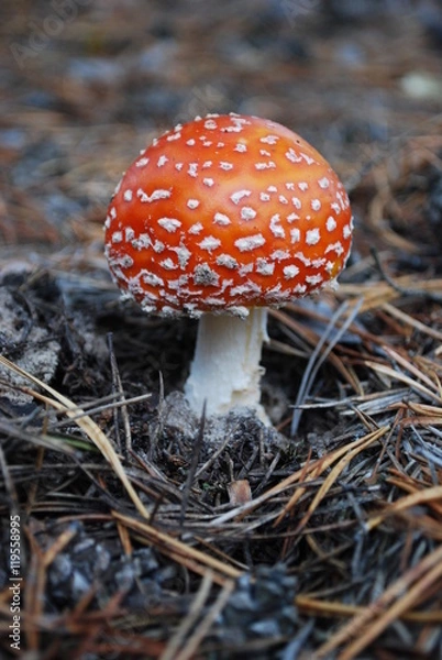 Fototapeta мухомор