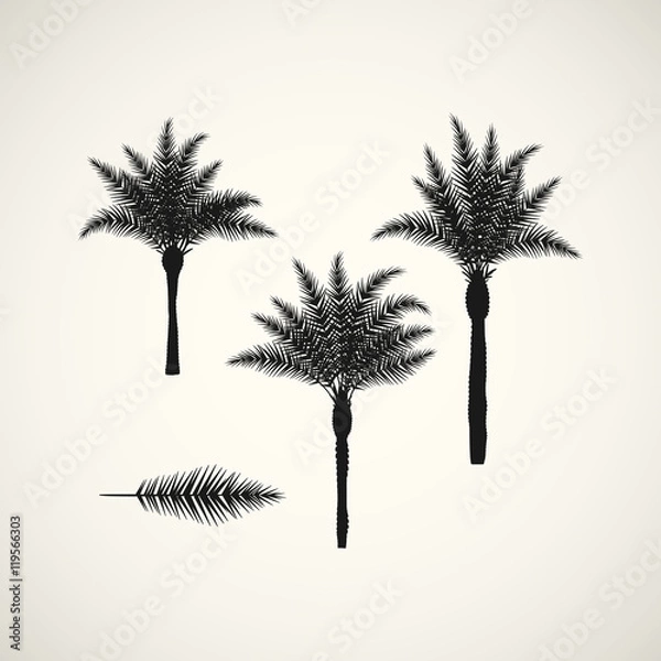 Obraz palm silhouttes on the white background. Vector illustration.