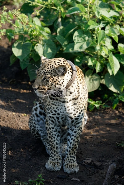Obraz leopard in queen elisabeth park, uganda