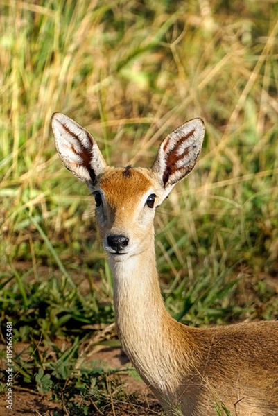 Obraz antelope in uganda