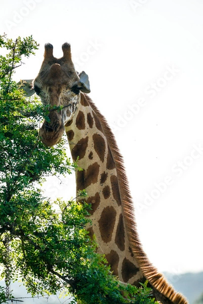 Obraz giraffe in kidepo, uganda
