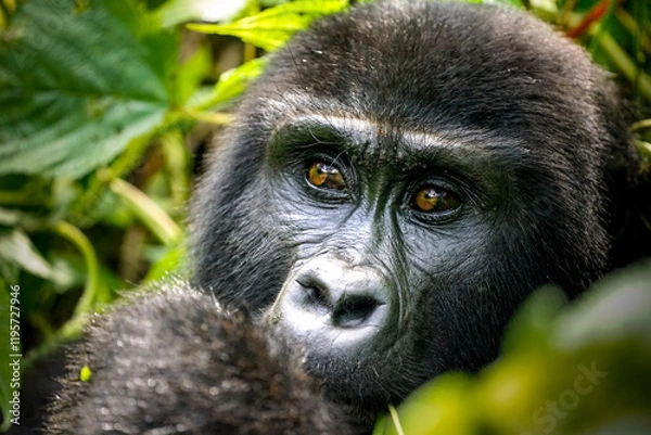 Obraz silverback gorilla, uganda