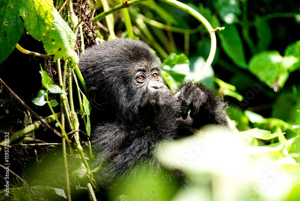 Obraz silverback gorilla, uganda