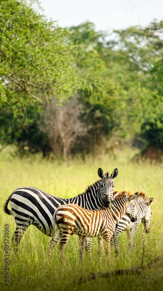 Obraz zebras in uganda