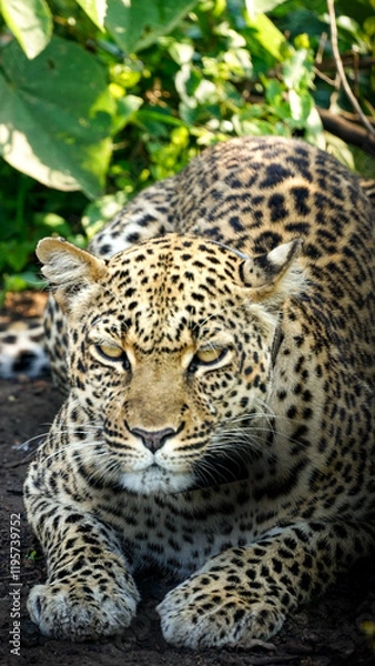 Obraz leopard in uganda