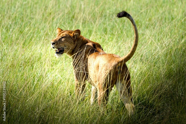 Obraz lion in uganda