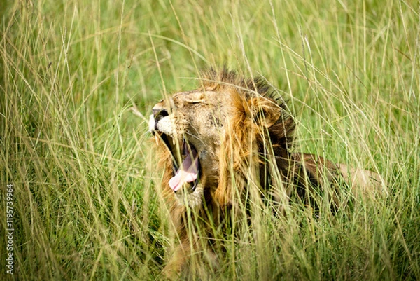 Obraz lion in uganda