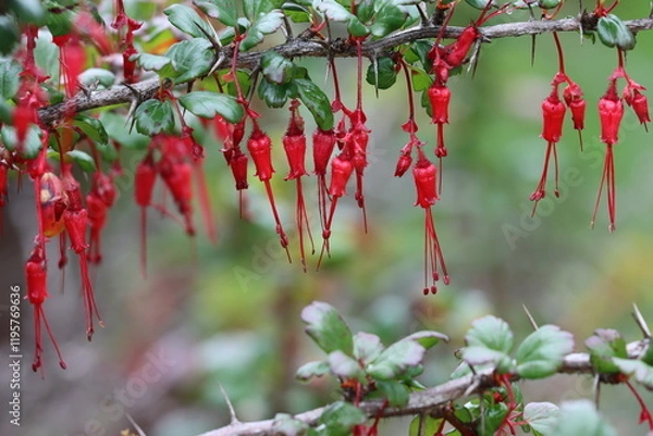 Fototapeta Fuchsia Flower Gooseberry, Ribes Speciosum, an endearing native monoclinous perennial shrub displaying pendent pauciflorus raceme inflorescences during early Spring in the Santa Monica Mountains.