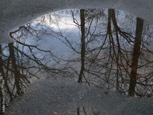Fototapeta bare trees reflection in puddle in winter