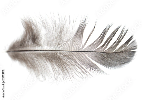 Obraz Black feathers on a white background