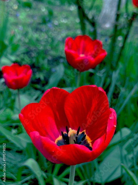 Obraz top view on red tulips background 