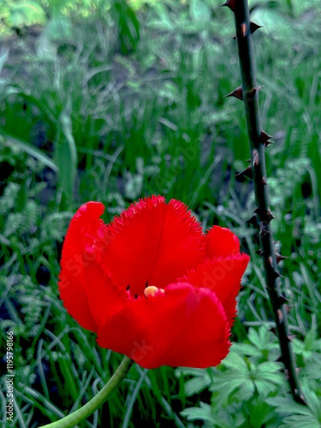 Obraz red tulip on the grass background 