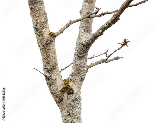 Fototapeta Isolated Bare Tree Trunk with Branches