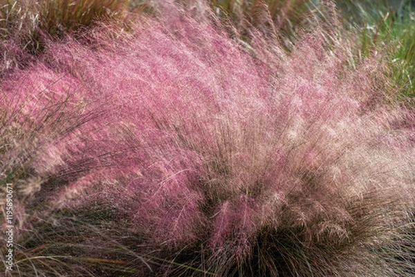 Fototapeta Hairawn Muhly grass