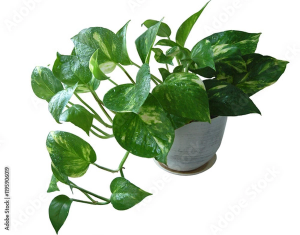 Fototapeta House climbing plant two-color scindapsus isolated on transparent background