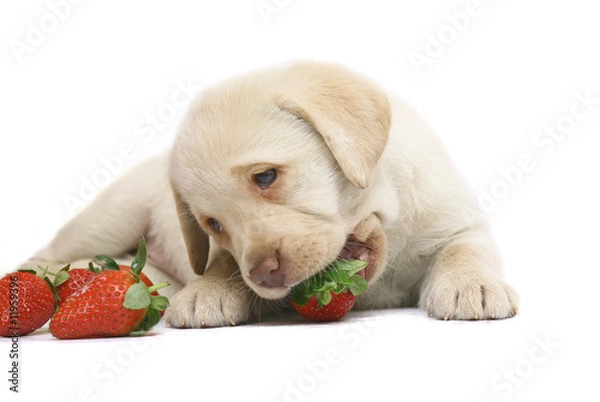 Obraz Puppy with a strawberry.