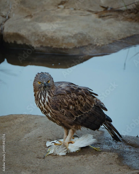 Obraz Hawk eagle with kill