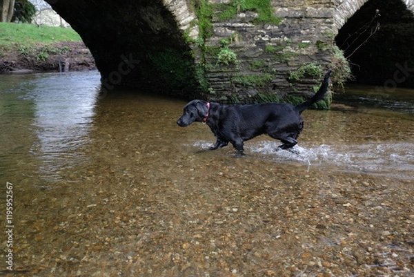 Fototapeta Primose a 7 month old Black Labrador Lostwithiel Tudor bridge and Fowey River