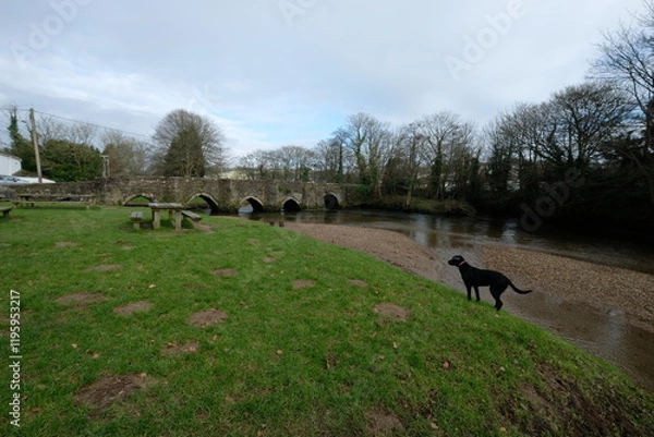 Fototapeta Primose a 7 month old Black Labrador Lostwithiel Tudor bridge and Fowey River