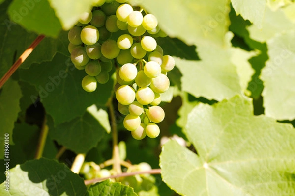 Fototapeta Weintrauben