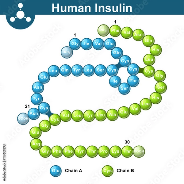 Fototapeta Human insulin hormone molecule