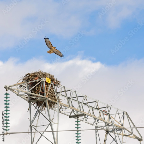 Fototapeta Adult Red-tailed Hawk and nest in the top of a power line tower